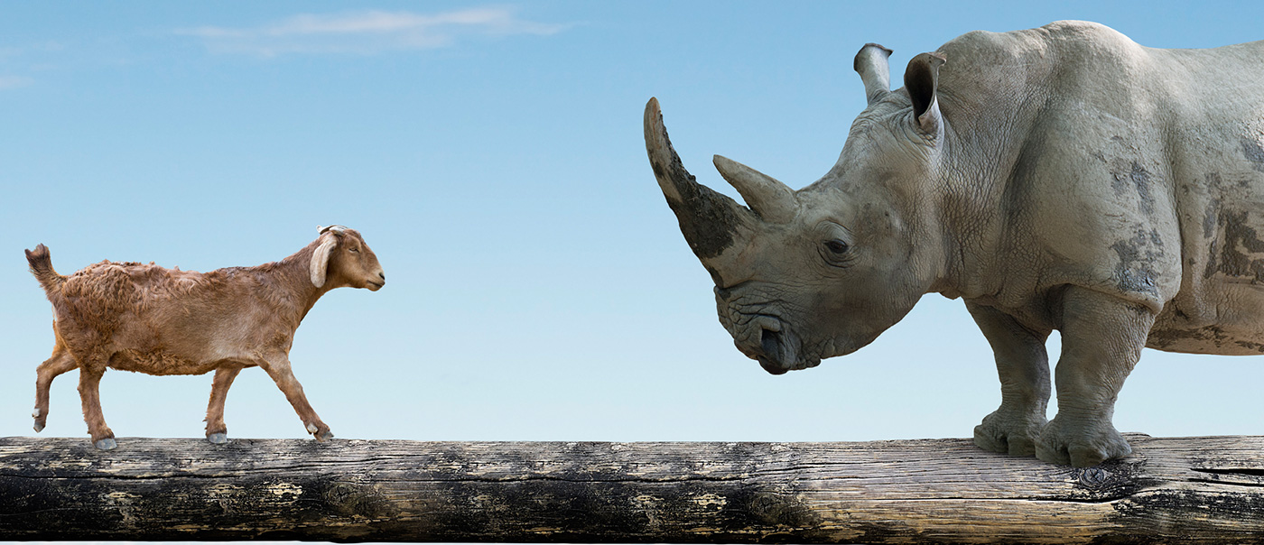 Goat and rhino on balance beam