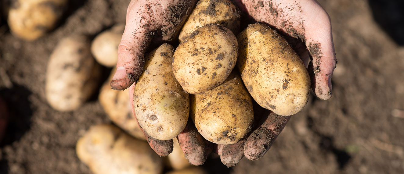 Potatoes from field