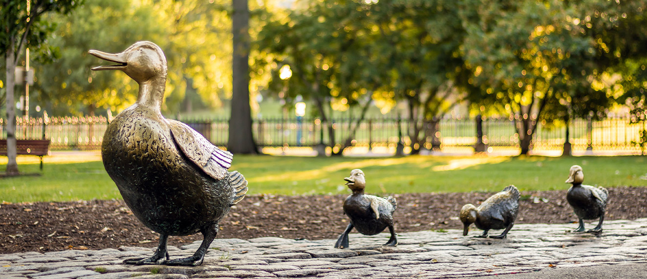Ducks walking in a park