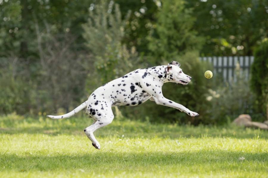 Dalmatian jumping after a ball.  